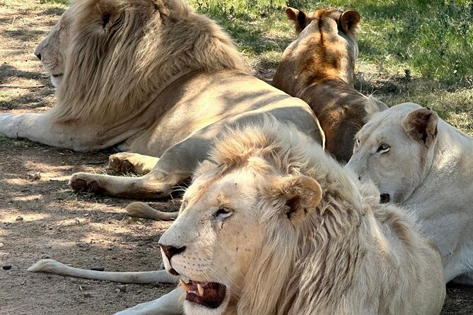 Captivating Safari Lion Park Experience (Half Day Guided Tour) - Meeting and Pickup Details