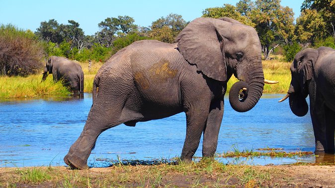 Chobe Safari Day Trip From Livingstone - Traveler Capacity