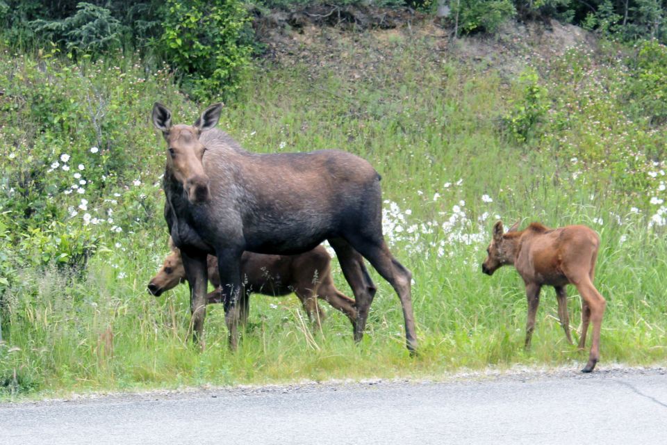 City of Anchorage Sightseeing & Food Van Tour-New for ! - Hassle-Free Hotel Pickup and Drop-off