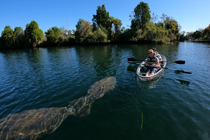 Clear Kayak Manatee Ecotour of Crystal River - Customer Ratings and Feedback