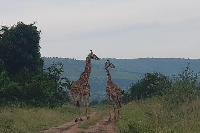 Cool Share Day Akagera Game Drive, Daily Depart, Boat Ride, Lunch - Convenient Kigali Pick-up/Drop-off