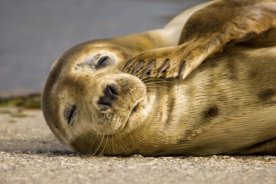 Cornwall: Guided Seal and Puffins Safari by Boat - Possibility of Seal Interaction