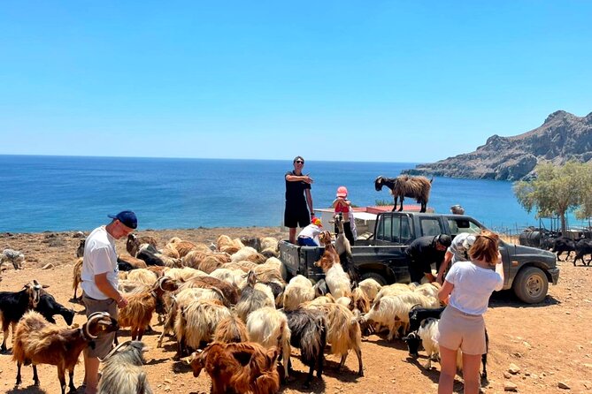 Crete: Jeep Safari, Mountains, Goat-Keeping & Cheese Making - Hands-On Goat Herding and Cheese Making