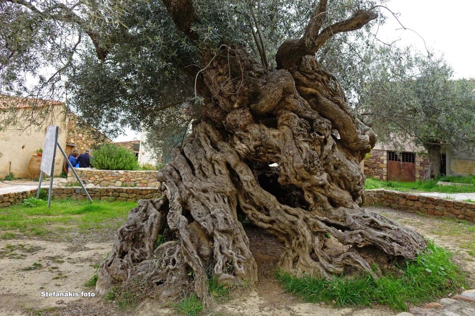 Crete: Wine and Olive Oil Tasting - What to Bring and Restrictions