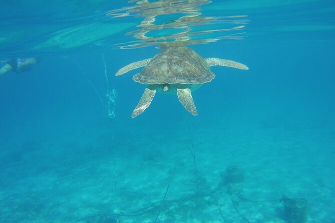 Curacao Sea Turtle Swim and West Side Natural Highlights - Snorkeling and Cliff Jumping