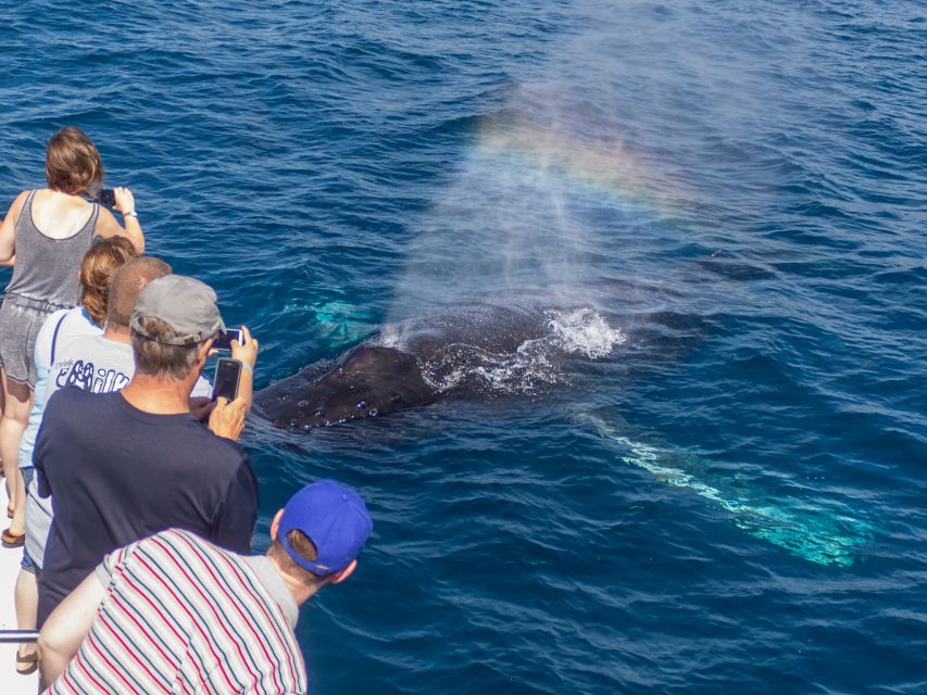 Dana Point Dolphin & Whale Watching With Underwater Viewing - Customer Feedback