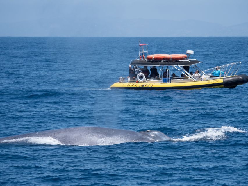 Dana Point Fast & Fun Zodiac-Style Dolphin & Whale Watching - Boat Specifications