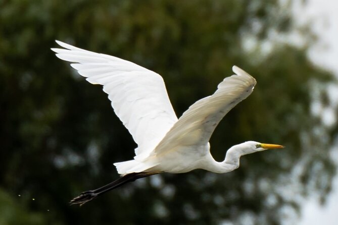 Danube Delta - Private Day-Trip - Bird Watching - Exploring the Danube Delta