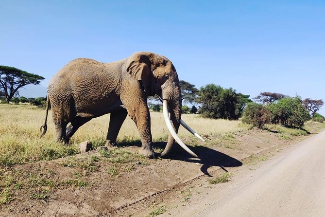 Day Tour to Amboseli National Park - Pickup and Drop-off Logistics