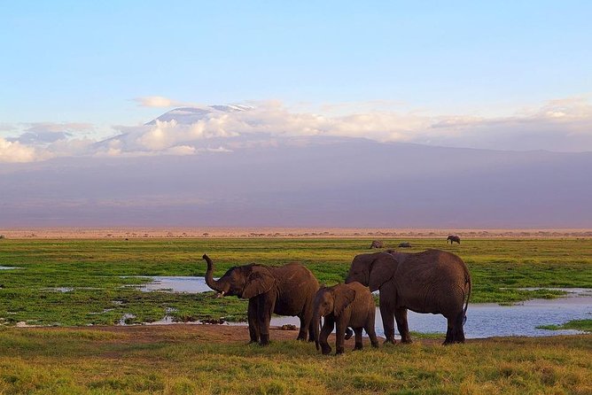 Day Tour To Amboseli National Park - Operator and Pricing