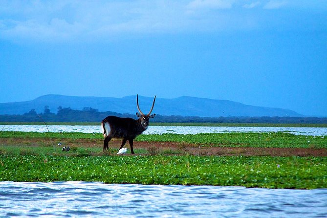 Day Tour to Mount Longonot Park From Nairobi - Experienced Guides and Transport