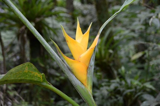 Discover El Yunque: Half-Day Rainforest Tour - Experience the Rainforest