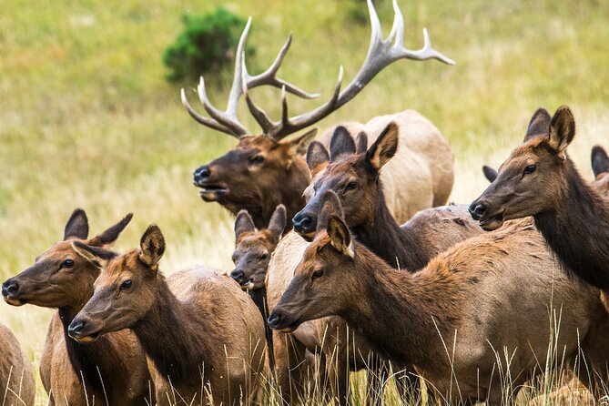 Discover Rocky Mountain National Park - Picnic Lunch Included - Picnic Lunch Offerings