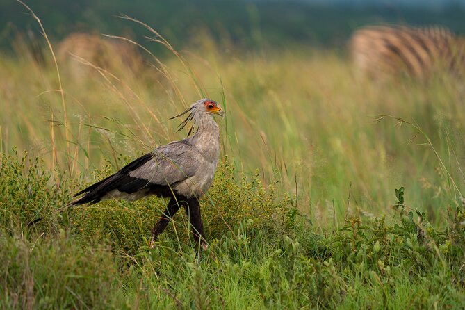 Discover the Pilanesberg With a Personalized Full Day Safari - Big Five Game Viewing