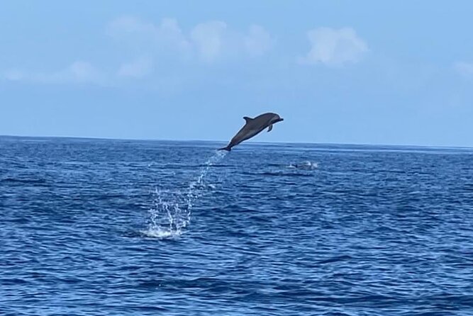 Discovery of Dolphins on the Caribbean Coast - Personalized Small Group Tour