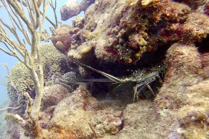 Diving for Certified Divers, 2 Tanks Sosua Bay - Traveling With Children