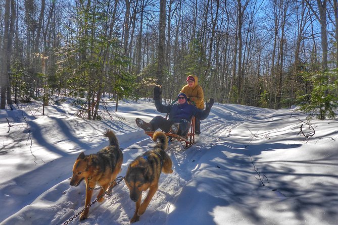 Dog Sledding Adventure From Toronto Private Tour - Lunch and Refreshments