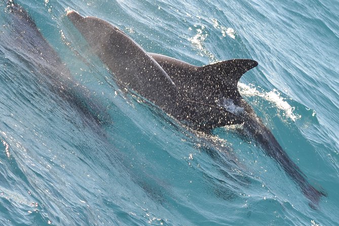 Dolphin House With Snorkeling & Lunch in Hurghada - Snorkeling Experience