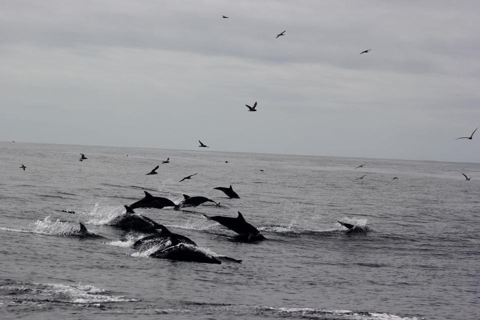 Dolphin Watching and Local Caves - Inclusions