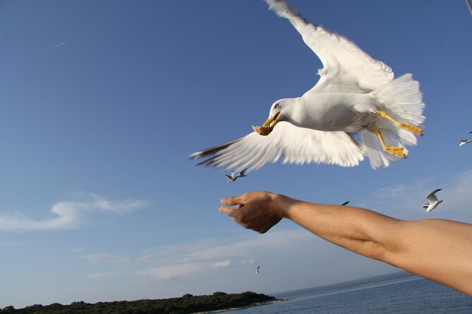 Dolphin Watching Sunset Boat Trip in Pula With Dinner - Confirmation and Accessibility