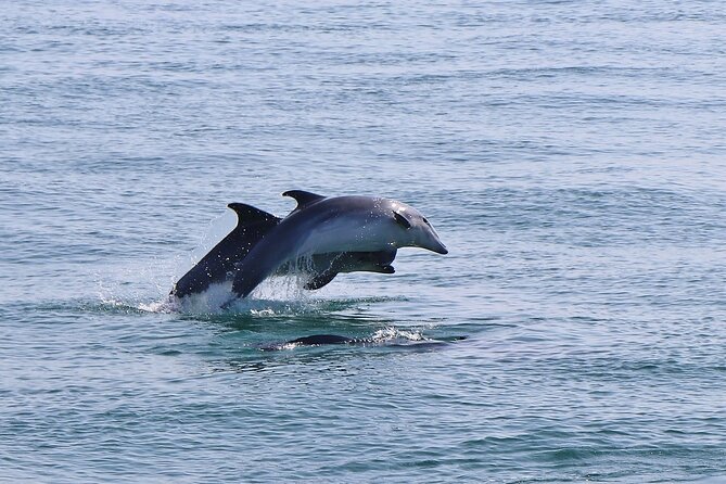 Dolphin Watching Tour by Catamaran From Lisbon - Cancellation and Refund Policy