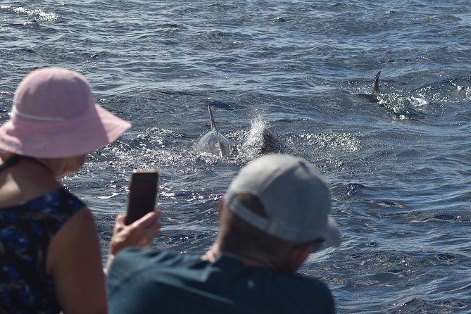 Dolphins Watching Martinique - Infant Accommodations