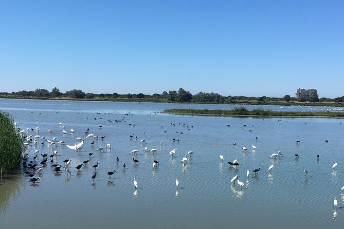 Donana National Park: Guided Day Tour From Seville - Group Size and Fitness Level