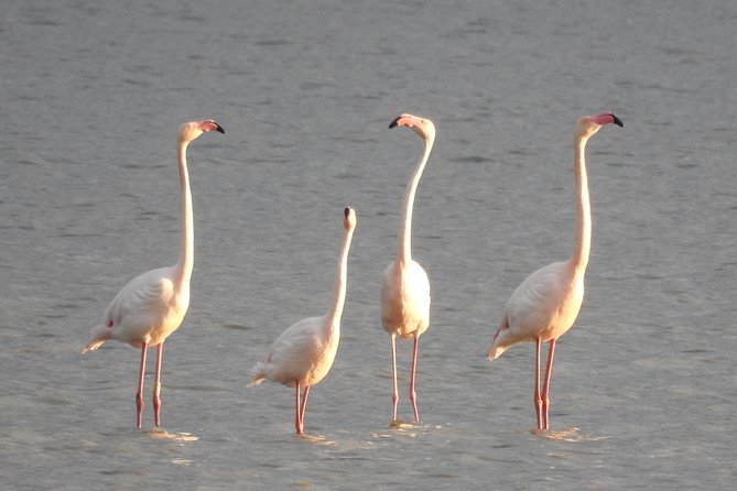 Doñana National Park in 4x4 and El Rocío - Visiting Doñana National Park