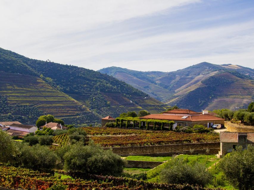 Douro Valley: 3 Vineyards Private Experience - Transportation and Pickup Details