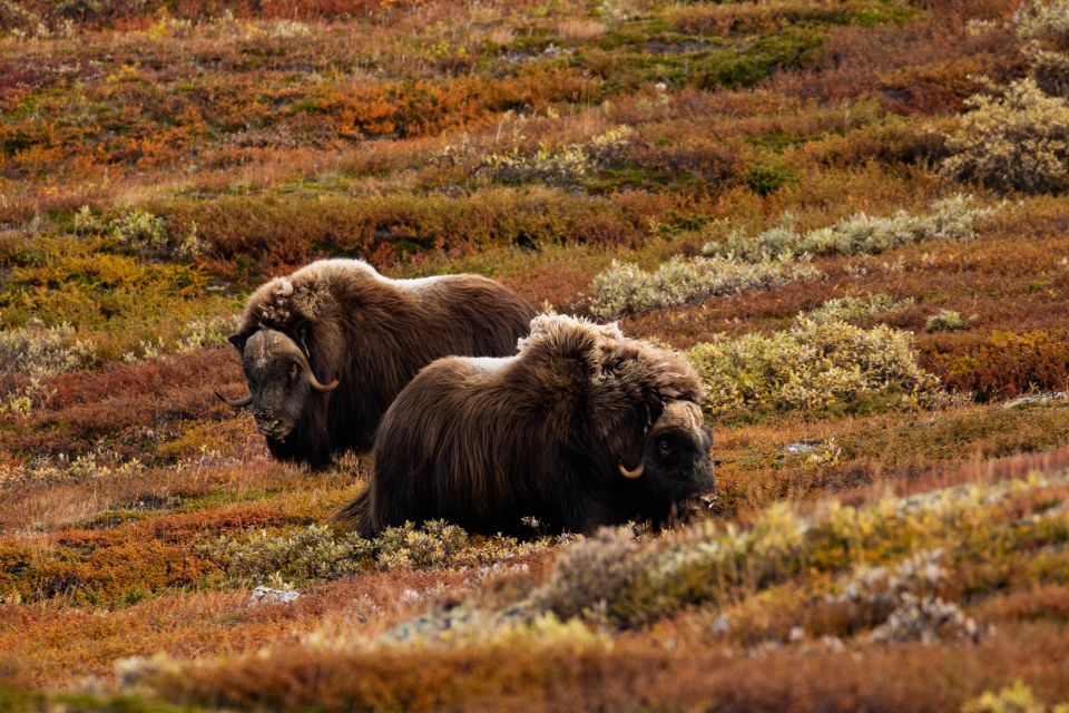 Dovrefjell National Park: Hiking Tour and Musk Ox Safari - Packing and Preparation