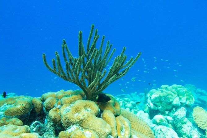 E-Snorkeling Tour in Bonaire With Easy Sea Scooters - Group Size and Capacity