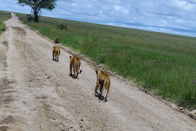 Early Morning Half Day Mini Safari To Nairobi National Park - Highlights