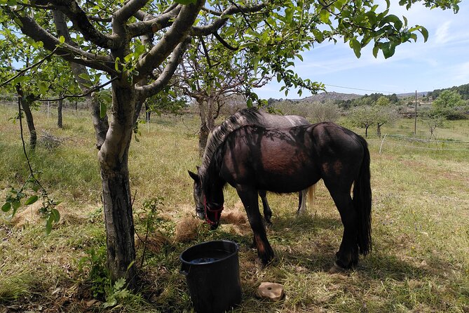 Educational Visit of a Certified Organic Micro Farm in Trancoso - Review Highlights