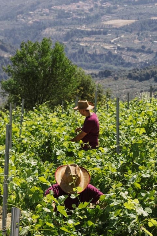 Enjoy a Unique All Day Wine Tasting Tour in Nemea - Highlights of the Tour