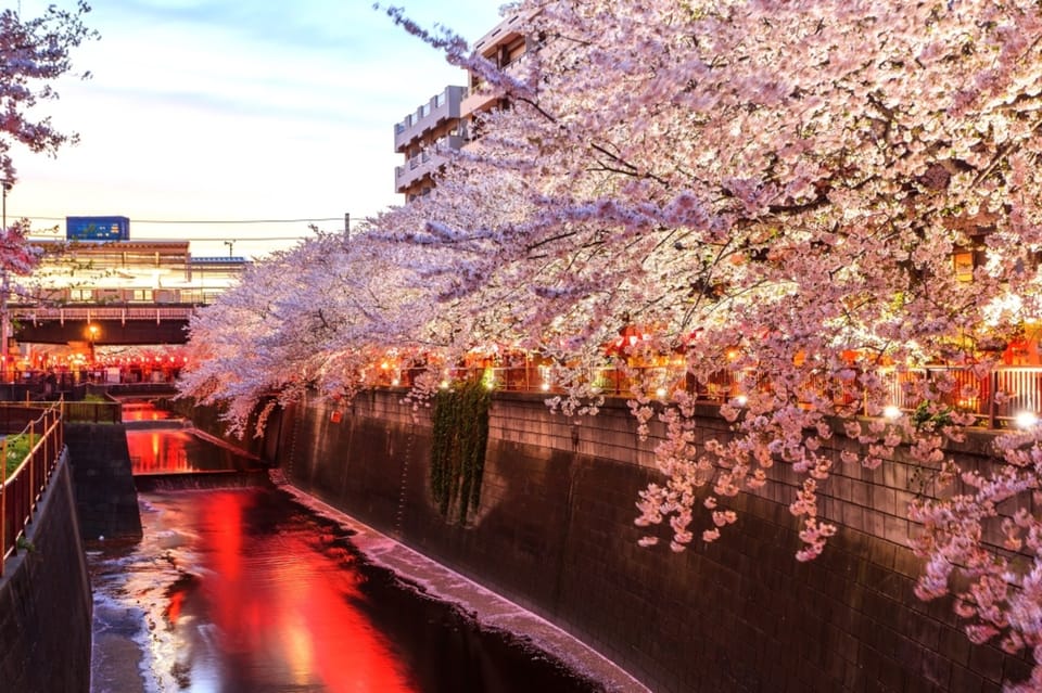 Evening Hanami (Cherry Blossom) Experience With a Local - Meeting Point