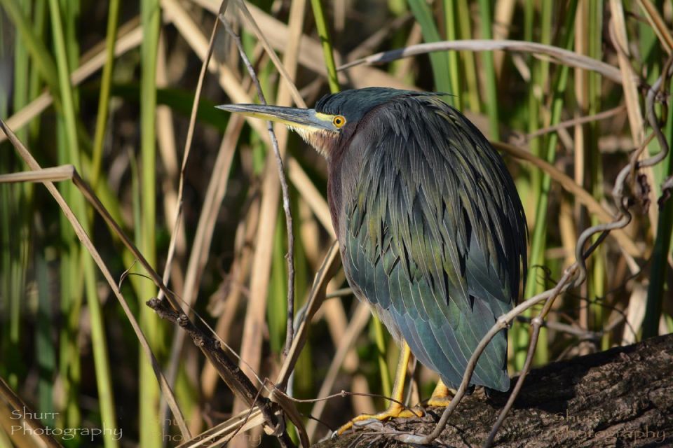 Everglades Kayak Safari Adventure Through Mangrove Tunnels - Accessibility and Suitability