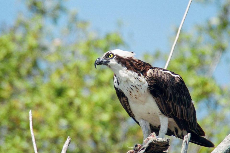 Everglades National Park: Pontoon Boat Tour & Boardwalk - Booking and Accessibility