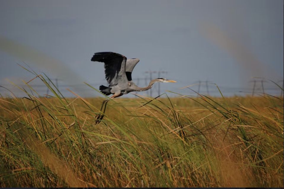 Everglades: Sawgrass Park Airboat Adventure Package - Customer Reviews and Ratings