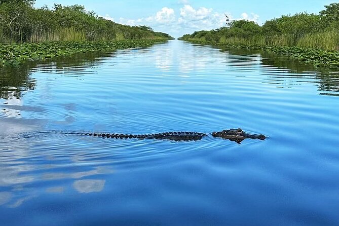 Everglades Tour From Miami With Transportation - Everglades Ecosystem Highlights