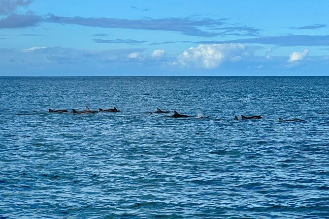 Exciting Dolphin Encounters in the Maurtiuss Lagoon - Hosts Response to Concerns