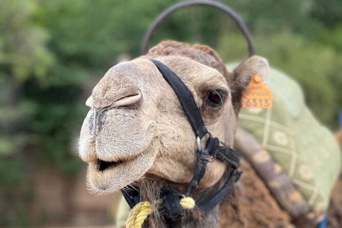 Experience Camel Ride Sunset or Anytime - Confirmation and Booking Details