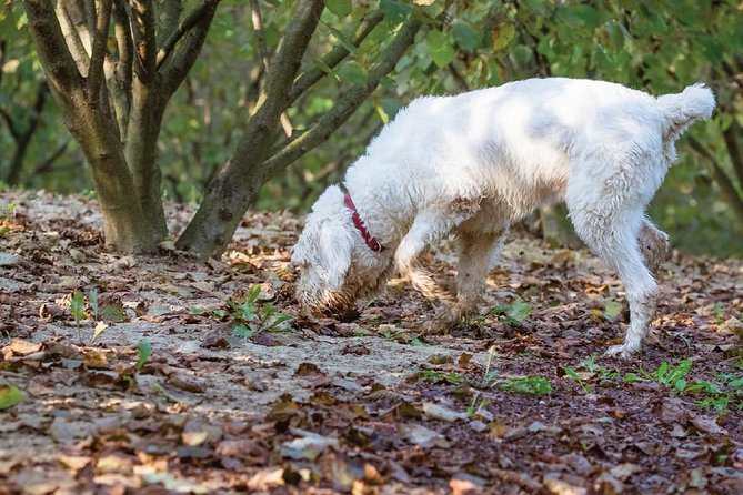 Experience Tuscan Truffle Hunting With Wine and Lunch - Truffle Hunting Experience