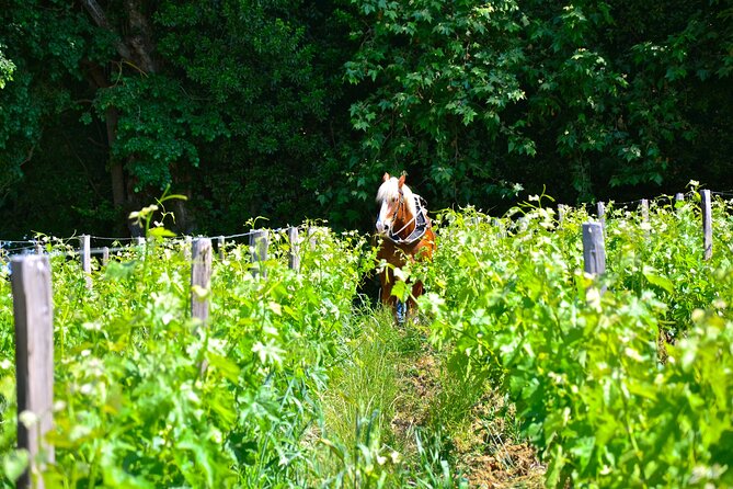 Explore Saint-Émilion on E-Bikes: Small Group, Full-Day Tour - Cancellation Policy