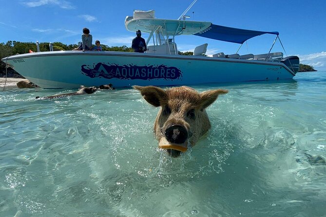 Exuma Powerboat Tour From Nassau With Swimming Pigs - Dining and Refreshments