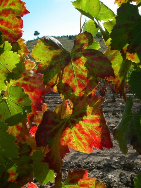 Falset: Guided Wine Tour to the Priorat by a Local - Carthusian Monastery