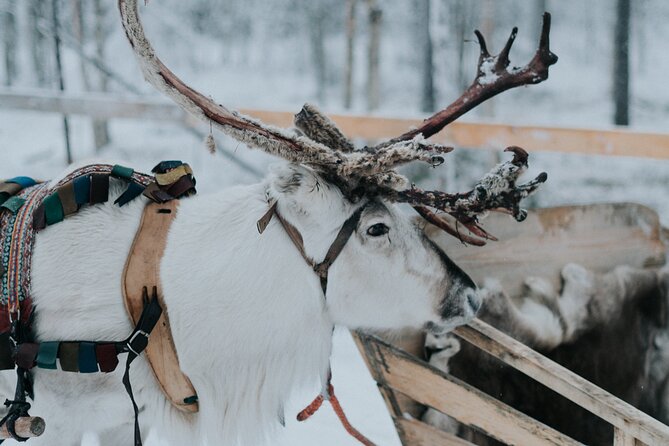 Family Day: Reindeer, Husky and Snowmobiling in Levi - Shared Snowmobile Adventure