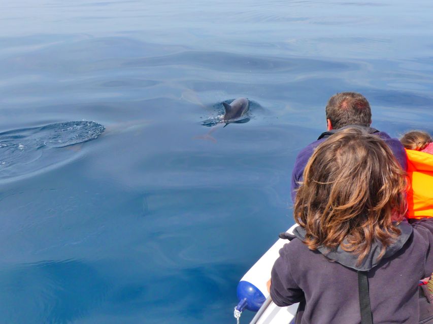 Faro: Dolphin and Wildlife Watching in the Atlantic Ocean - Customer Feedback and Ratings