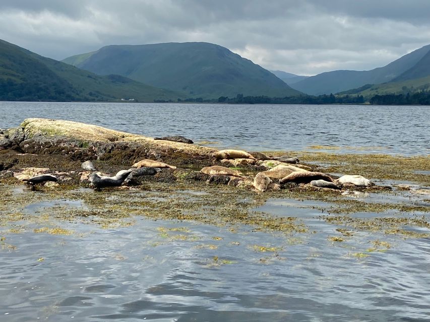 Fort William: Seal Spotting Loch Linnhe Cruise - Resident Seal Population