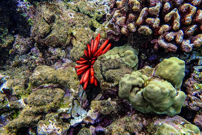 Four Winds Molokini Snorkeling Tour From Maalaea Harbor - Guest Feedback and Recommendations