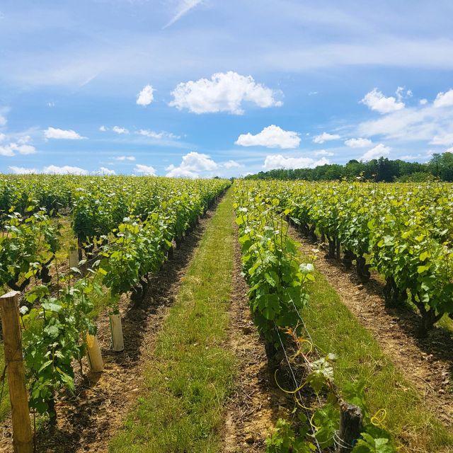 From Amboise: Villandry, Azay-le-Rideau & Winery - Important Information for Participants